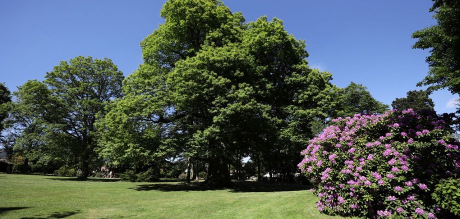 Blick in den Kurpark mit altem Baumbestand